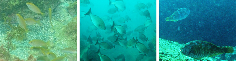 写真：長崎県沿岸に分布する主な植食性魚類（左からアイゴ、ノトイスズミ、ブダイ）