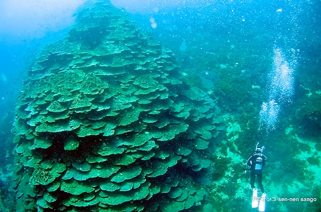 千年サンゴの写真