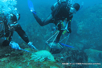 サンゴを食べるオニヒトデやサンゴ食巻貝を駆除する保全活動（千年サンゴと活きるまちづくり協議会HPより）