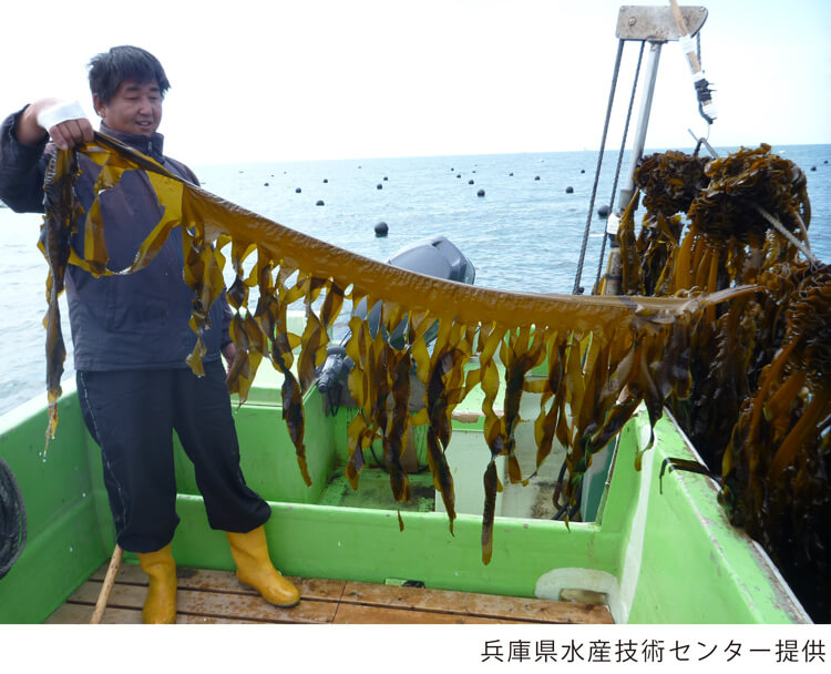 ワカメの養殖ロープ（兵庫県水産技術センター提供の写真）