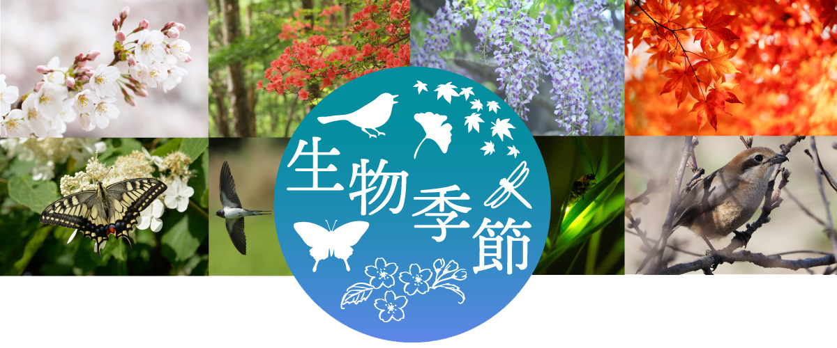 生物季節観測クイズ