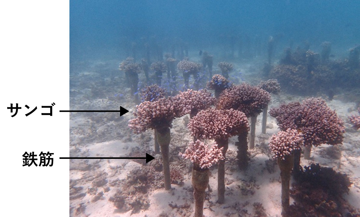 サンゴのひび建て式養殖