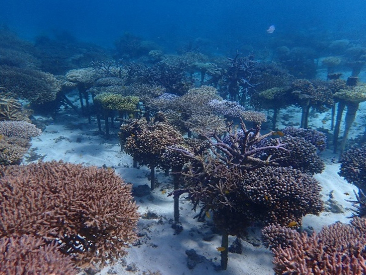 健全な養殖サンゴ