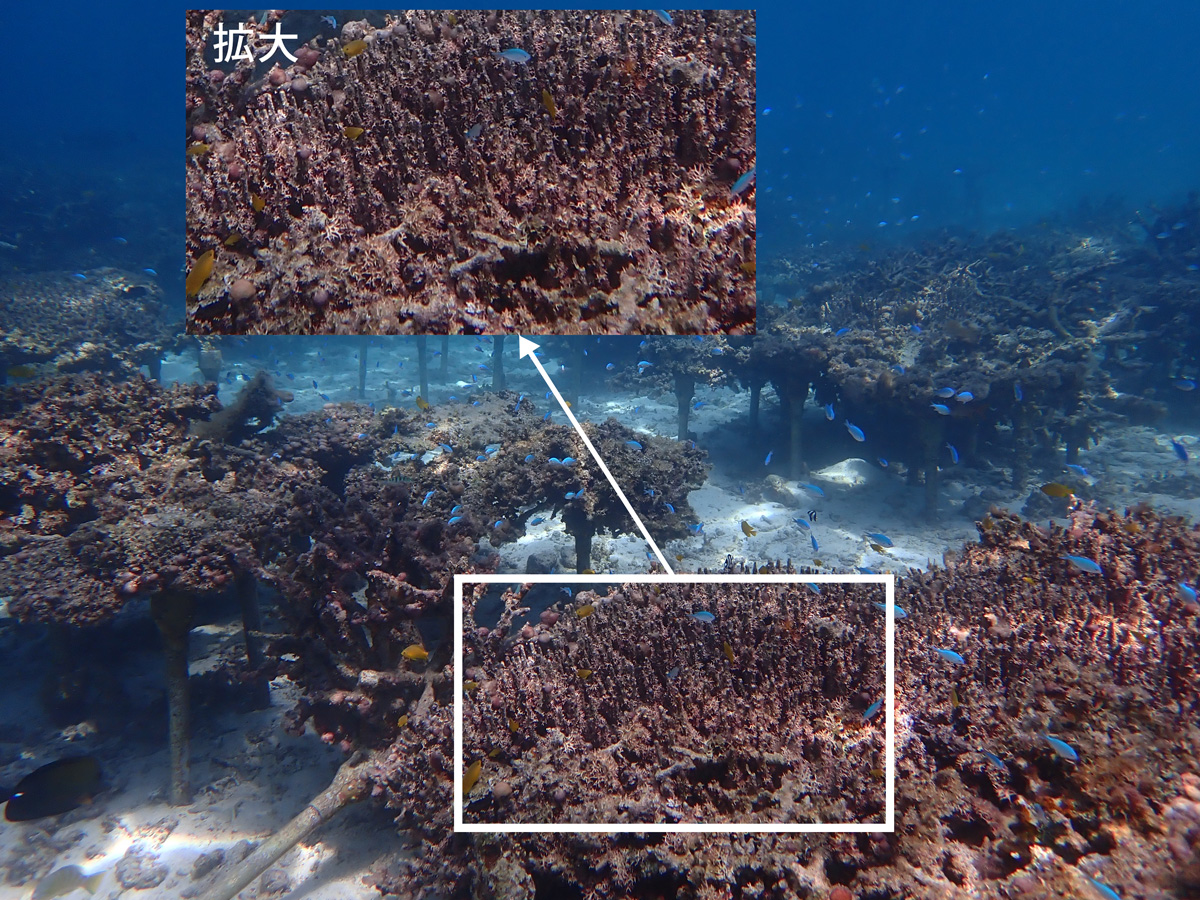 高水温により大部分が死亡し藻に覆われた養殖サンゴ