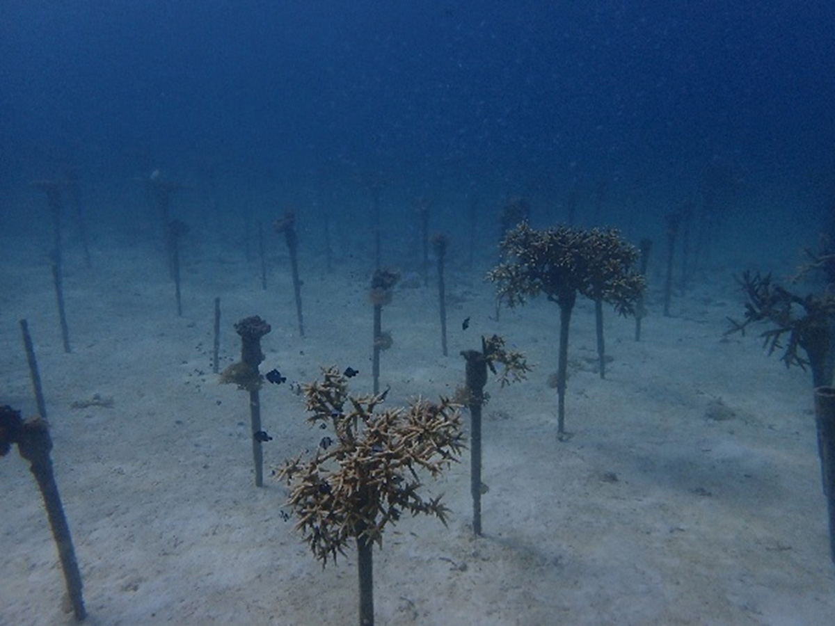 水温上昇が比較的穏やかな深場で養殖されているサンゴ