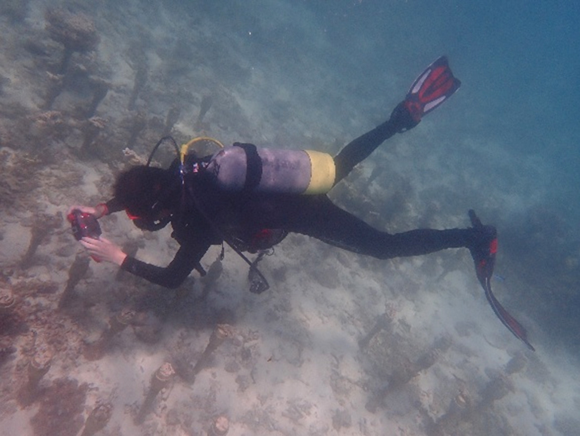 養殖サンゴの生育状況調査