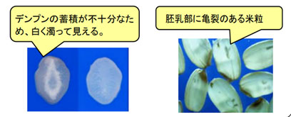 白未熟粒、胴割粒の様子