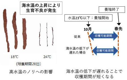 ノリの生育不良や収穫期間の短縮