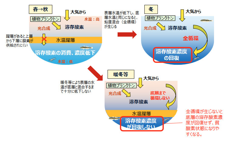 湖における「全循環」とその変化（暖冬においては全循環が十分に行われない）