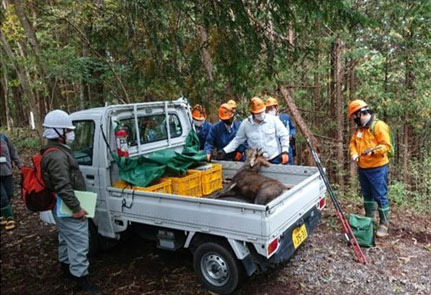 捕獲シカ回収作業の様子