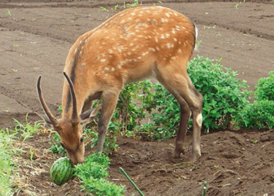 ニホンジカによる農作物への被害