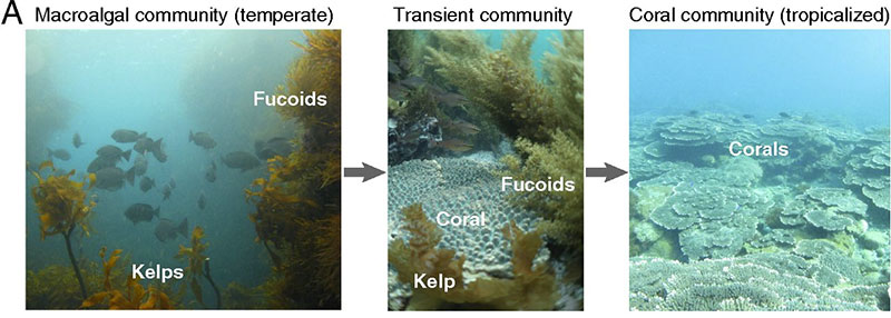 海藻藻場からサンゴ群集への移行
