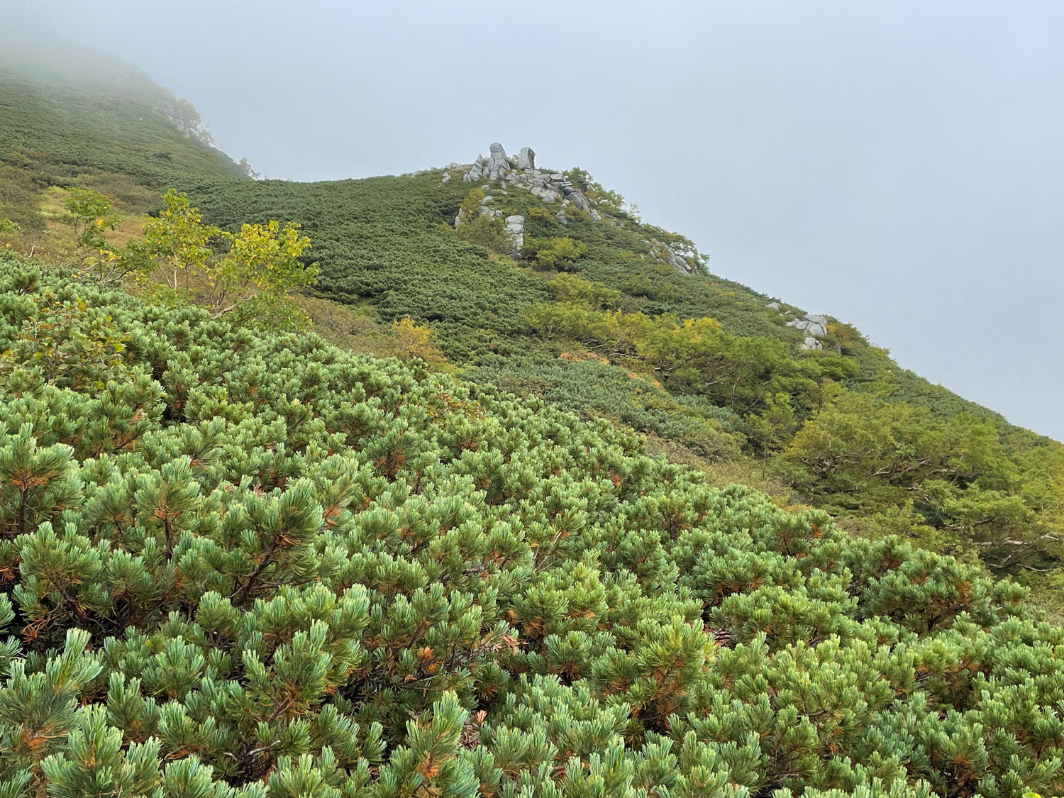 ハイマツの写真