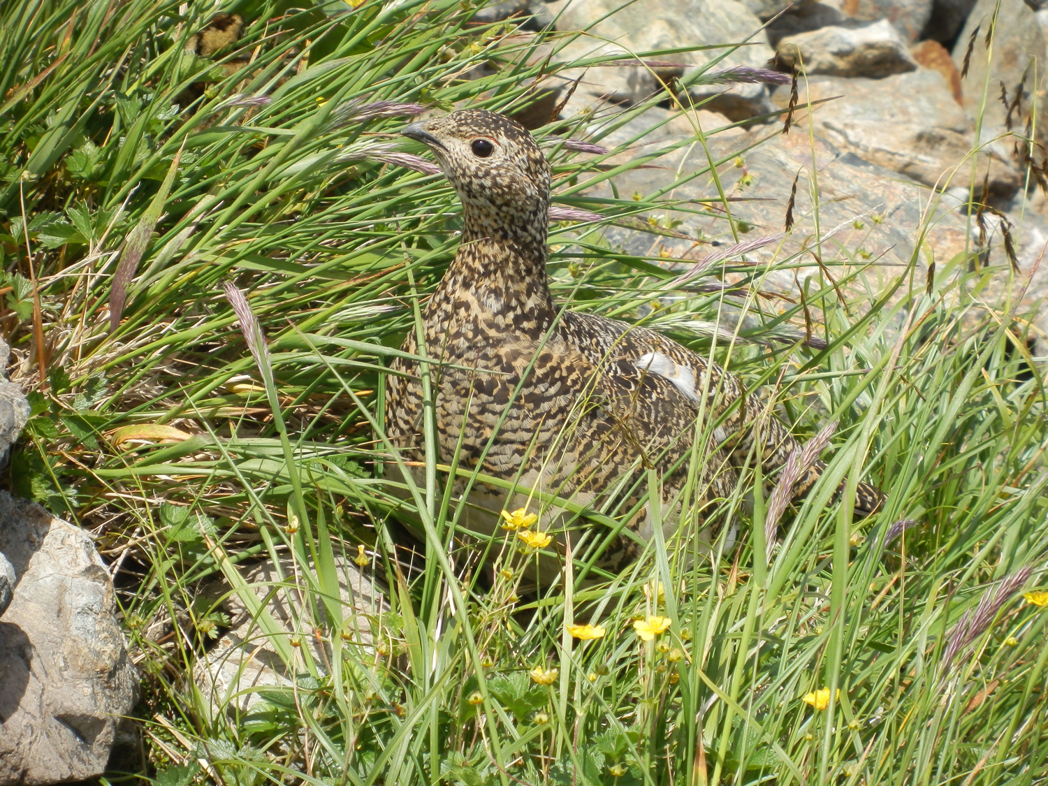 ライチョウの写真