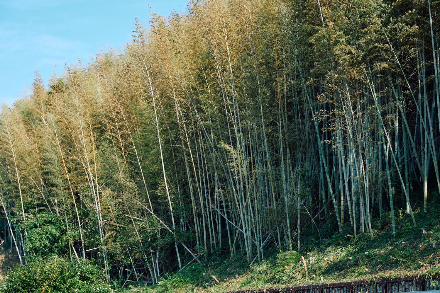 モウソウチクの写真