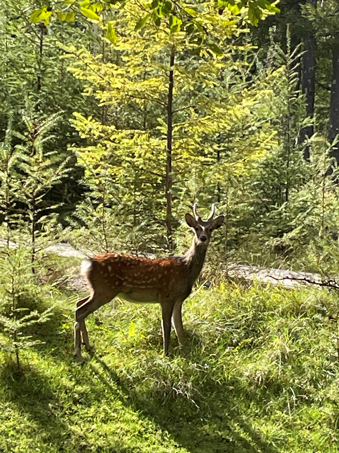 ニホンジカの写真