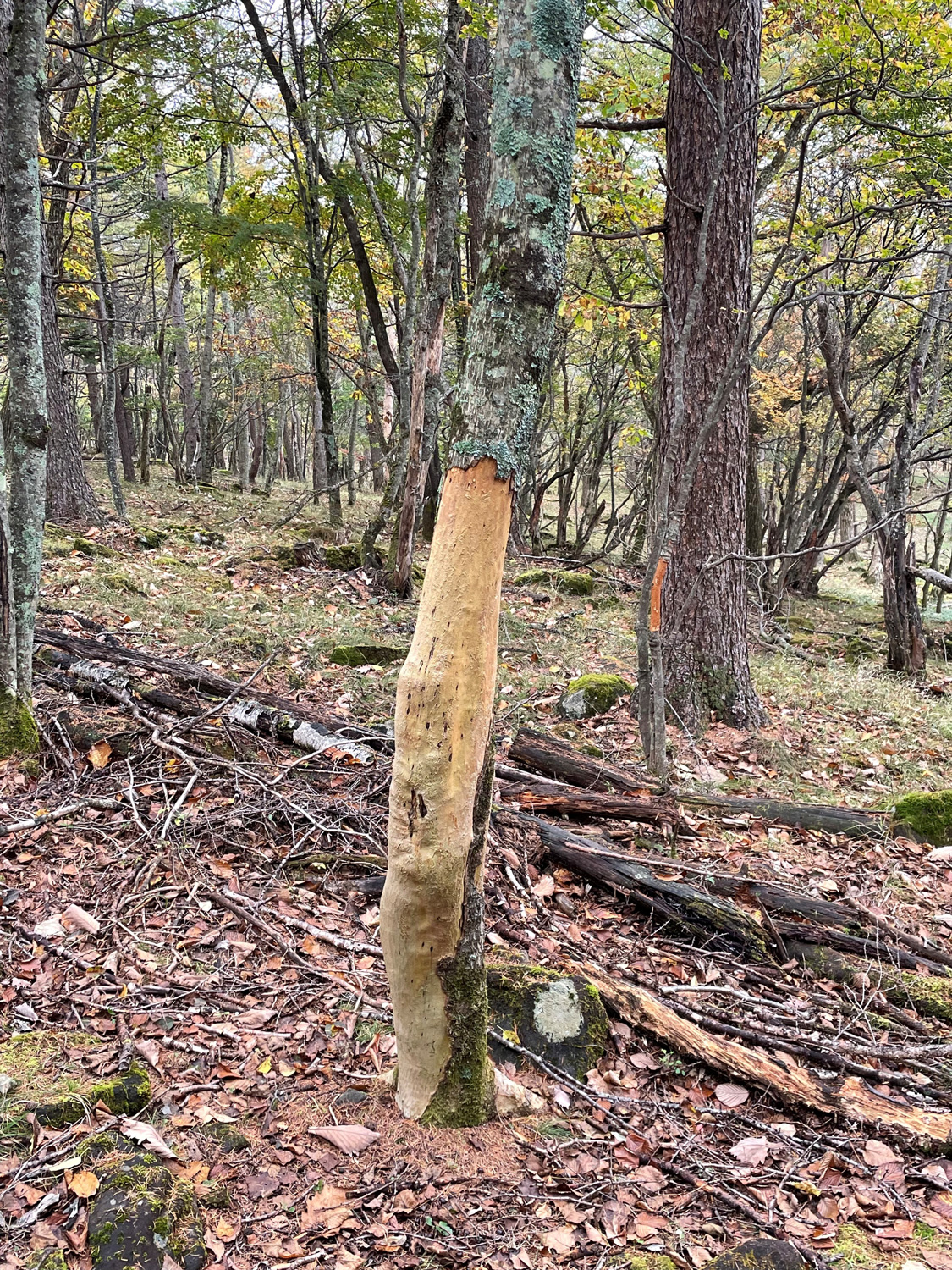 ニホンジカの食害の写真