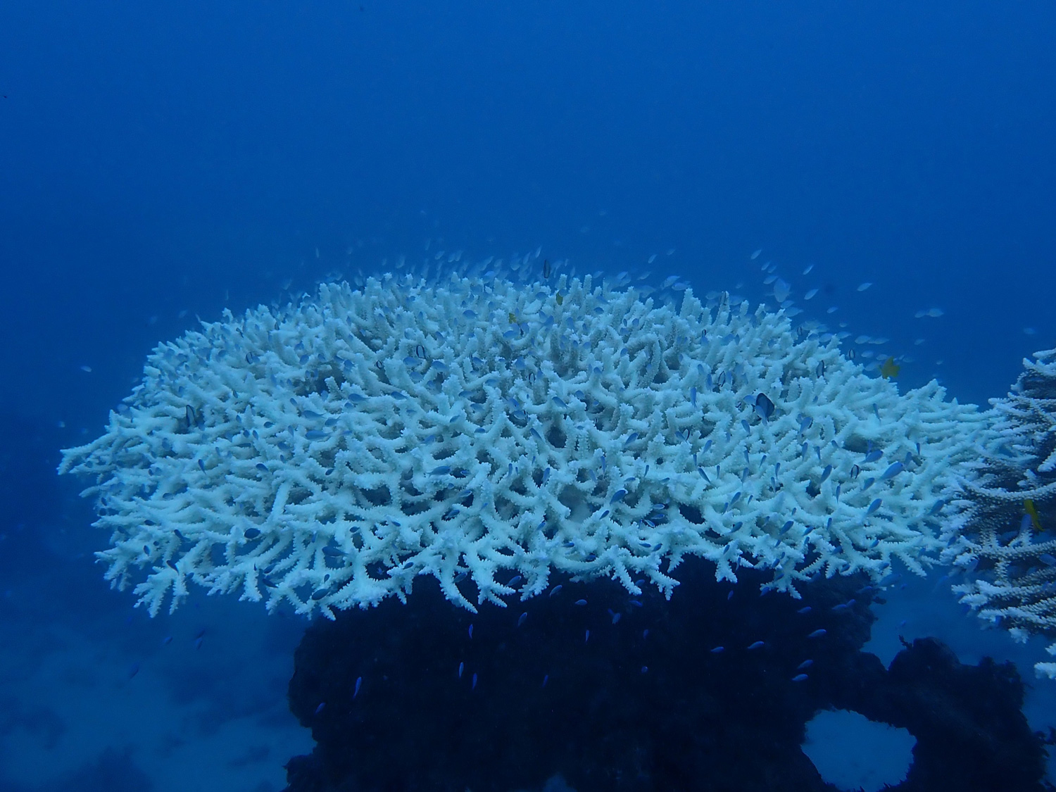 サンゴの白化の写真