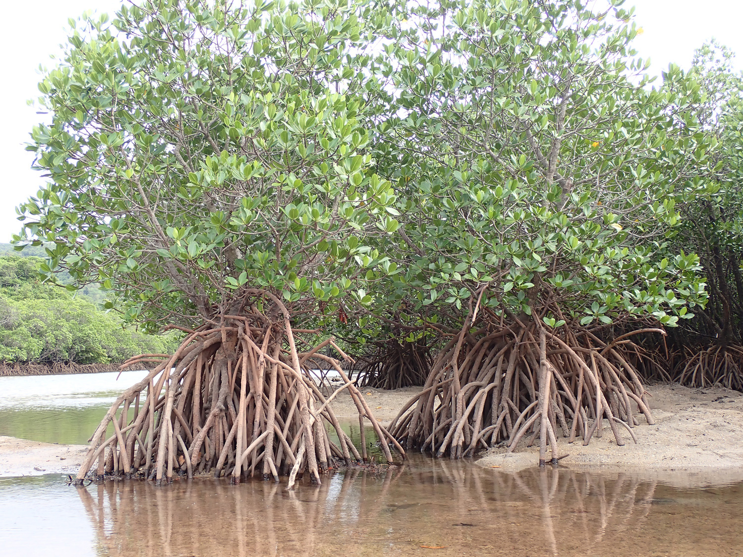 マングローブの写真