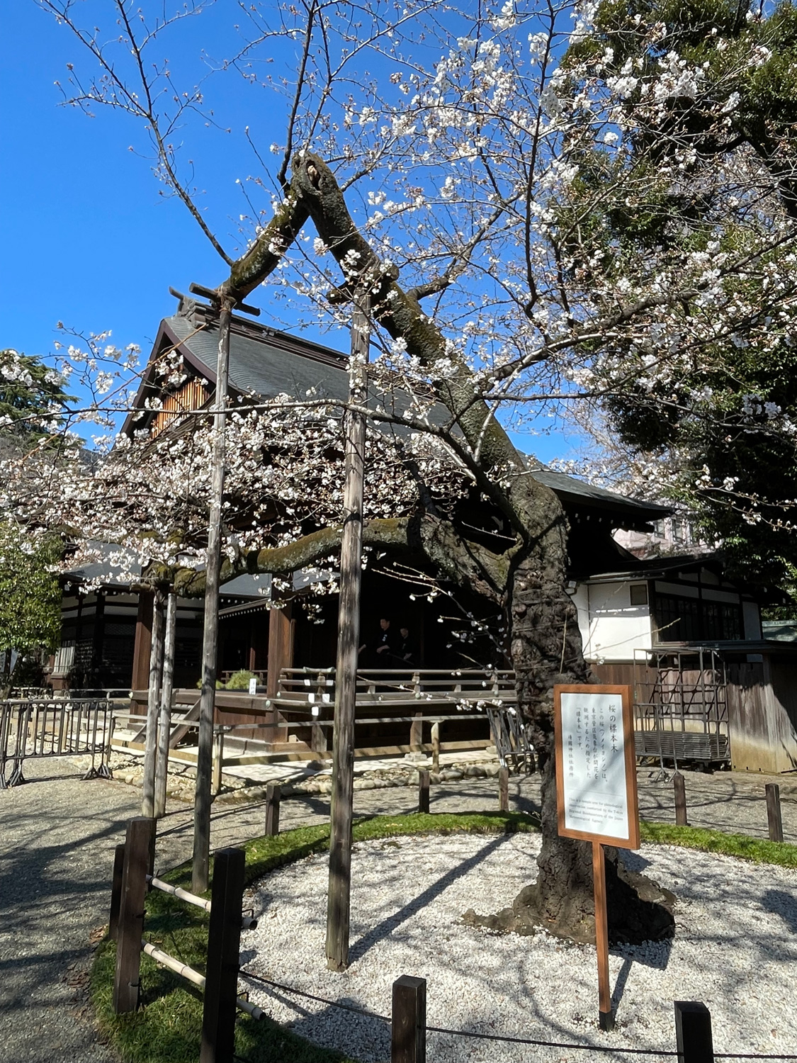 桜（ソメイヨシノ）の標本木の写真