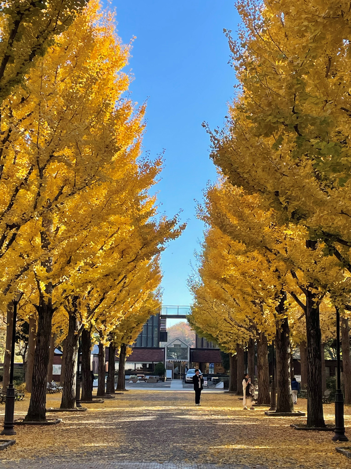 イチョウの黄葉の写真