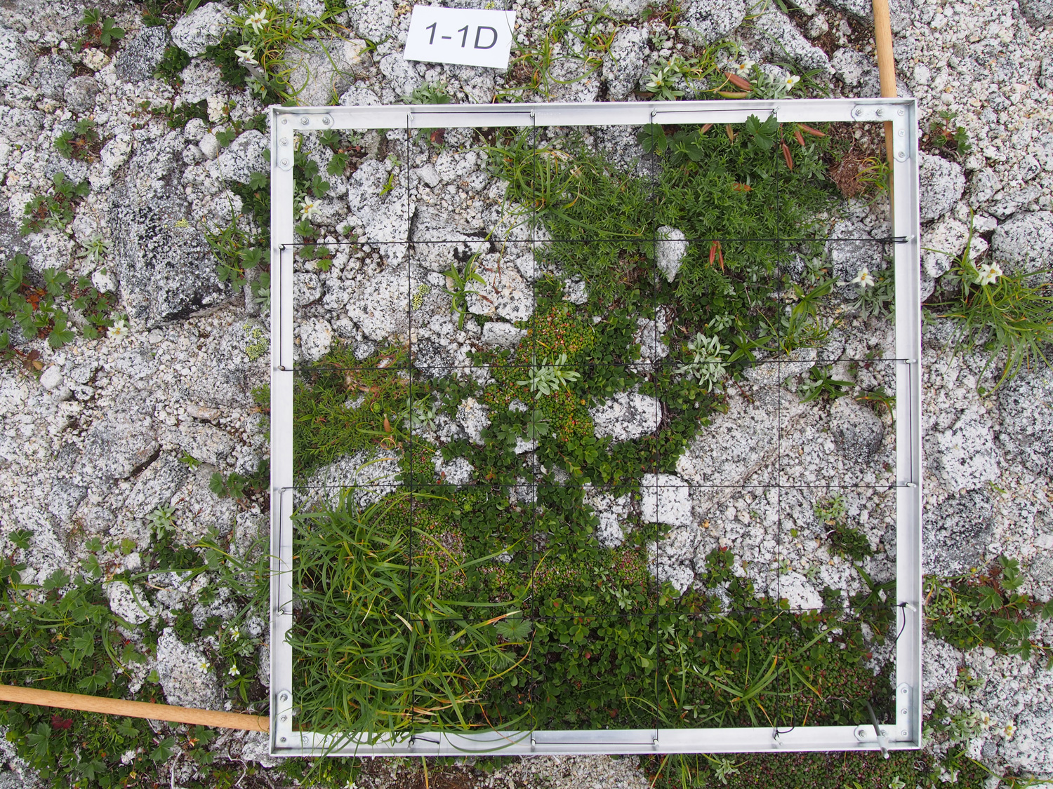 高山帯での植生調査の写真