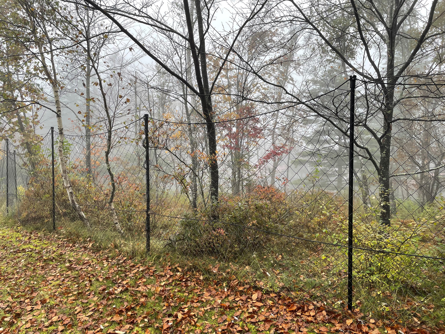 シカの防護柵の写真
