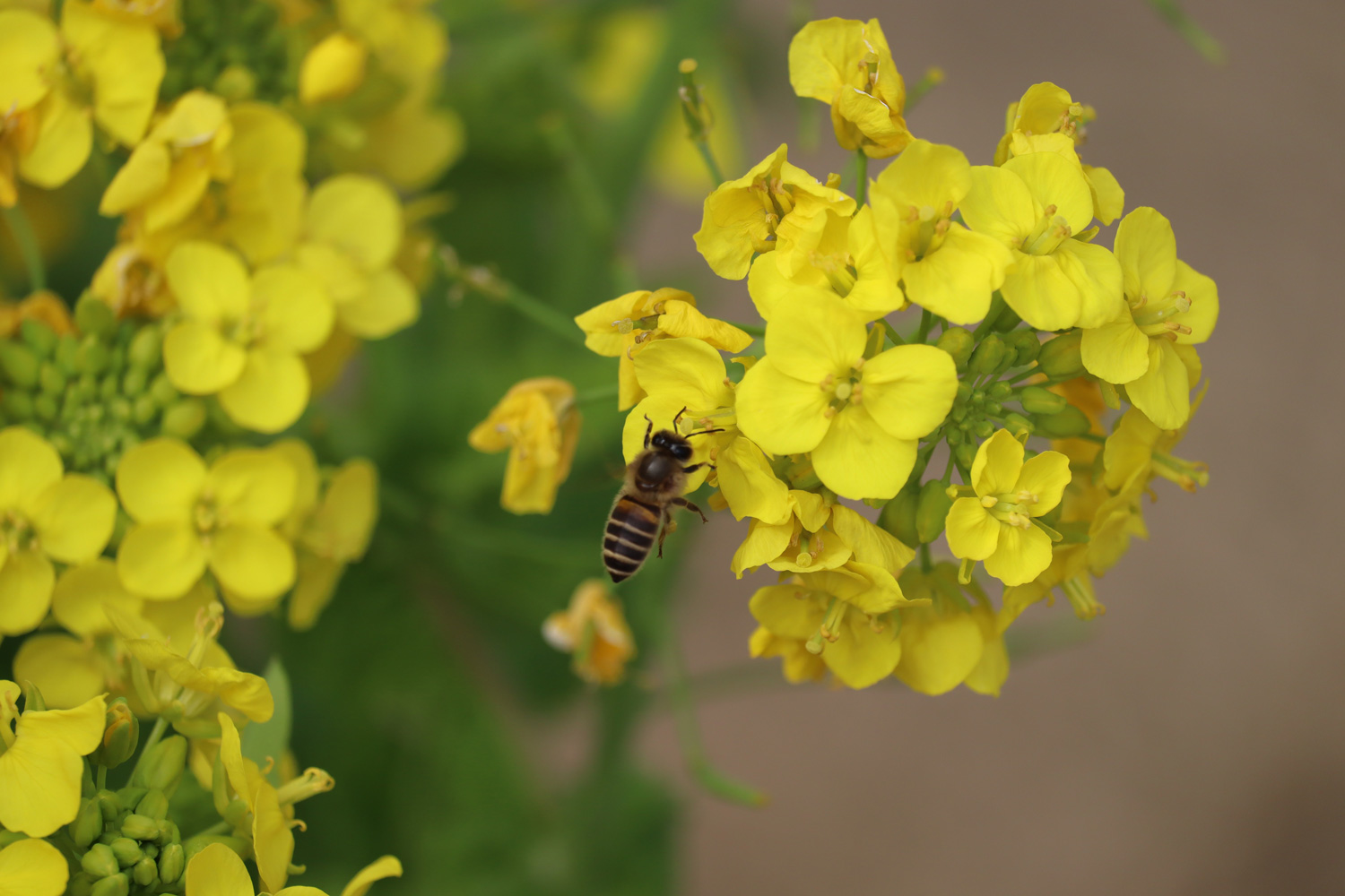 花粉媒介昆虫の写真