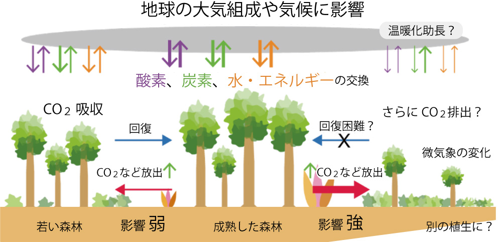 （図１）熱帯林のはたらきと、火災などが及ぼす影響の模式図。