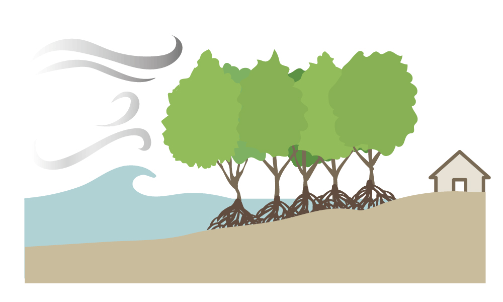 マングローブ林には気候変動に期待できる機能がある ココが知りたい地球温暖化 気候変動適応編 気候変動と適応 気候変動適応情報プラットフォーム A Plat