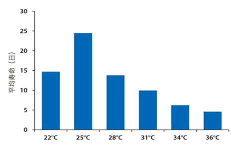 図１　飼育温度とマラリア媒介蚊（コガタハマダラカ・雌）成⾍の平均寿命