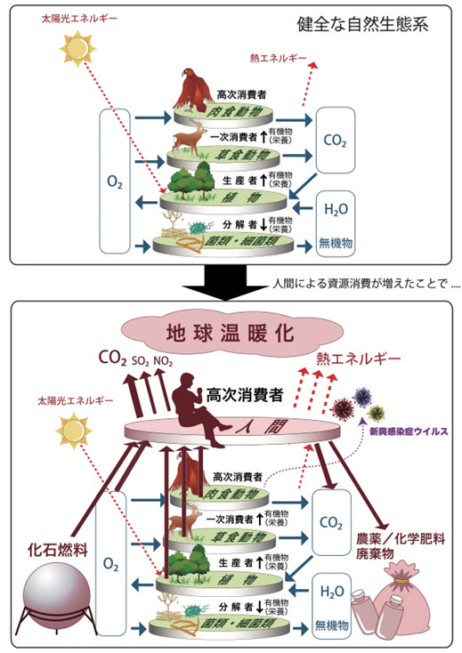 図１　上：自然生態系の構成 下：人間の資源消費増加による自然生態系の崩壊