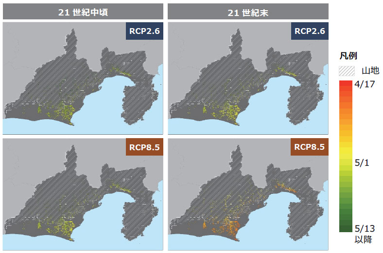 静岡県の一番茶摘採期予測（MRI-CGCM3）