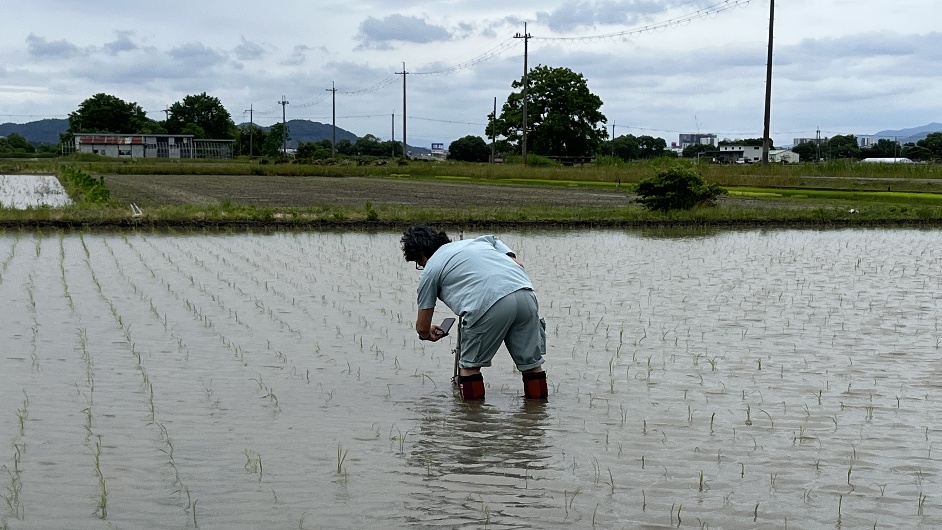 田んぼに設置された計測器からデータを取得する様子