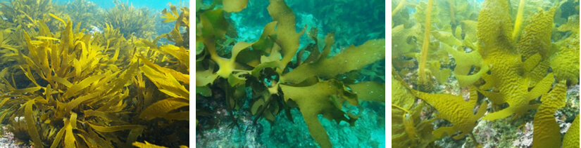 長崎県沿岸に分布する主なアラメ・カジメ類（左からアラメ、カジメ、クロメ）（長崎県水産部 2018）