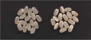 「恋の予感」の玄米(左).「ヒノヒカリ」(右)に比べて高温で登熟しても、白く濁った米が少ない