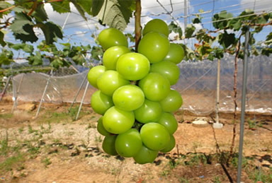 ブドウ「シャインマスカット」