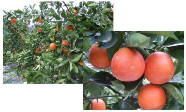 愛媛県におけるタロッコの導入