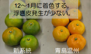 開発中の貯蔵性が高い超晩生温州みかん系統