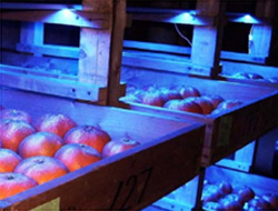 LED 光や紫外光を活用した貯蔵性向上技術