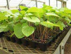 耐暑性・不良環境適応品種の育成