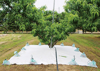 透湿性マルチシートをモモの樹冠下に敷いた様子