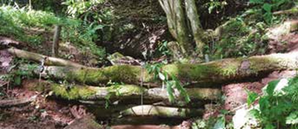 木の瓦礫を利用したダム