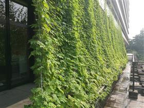 熊本県庁のグリーンカーテン