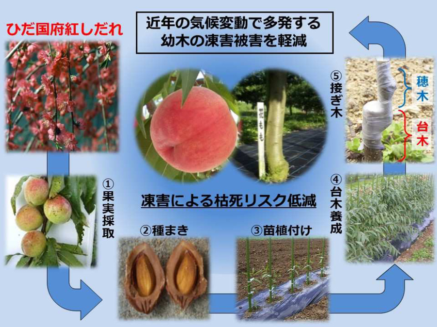 新台木「ひだ国府紅しだれ」による凍害軽減