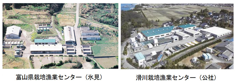 富山県における栽培漁業センター