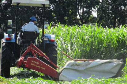 収穫期の「涼風」