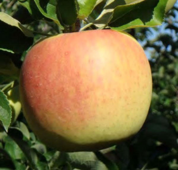 県育成品種「ぐんま名月」