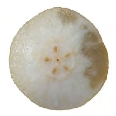 みつ症のナシ果実