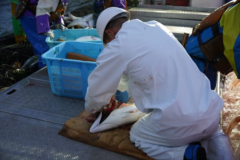 ブリを獲ってすぐに船上で活締めする様子